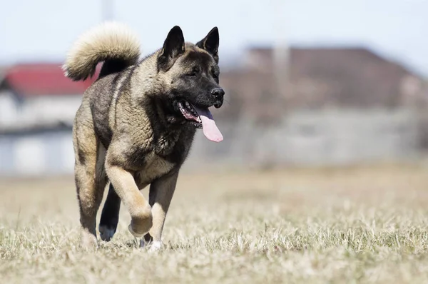 Americano akita adulto perro corriendo a través de la hierba — Foto de Stock