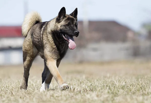 Americano akita adulto perro corriendo a través de la hierba —  Fotos de Stock