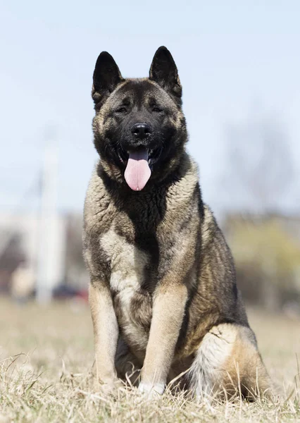 Akita américain portrait de chien adulte — Photo