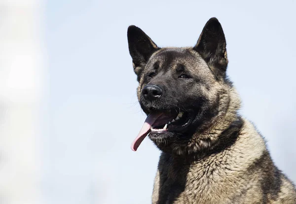 Portrait Berger Allemand Poils Longs Photographie