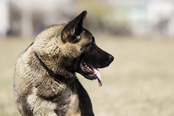 Portrait american akita adult dog — Stock Photo, Image