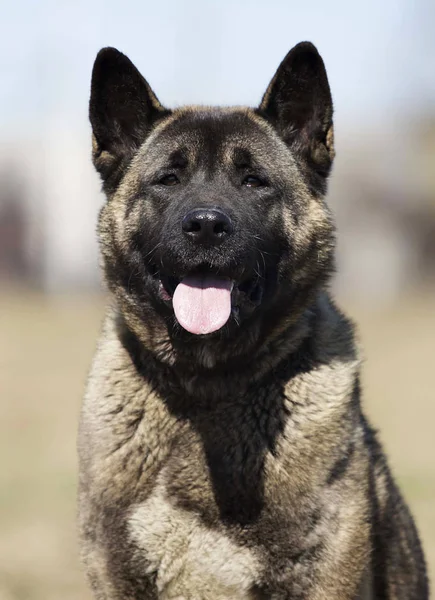 ポートレートアメリカ秋田大人の犬 — ストック写真