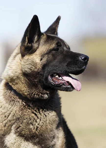 Retrato americano akita adulto cão — Fotografia de Stock