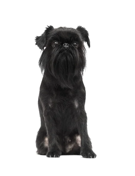 Dog breed Belgian Griffon looks on a white background — Stock Photo, Image