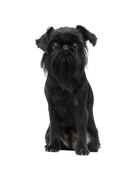 Dog breed Belgian Griffon looks — Stock Photo, Image