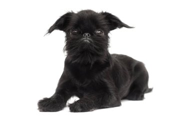 Puppy Brussels Griffon beyaz bir arka planda