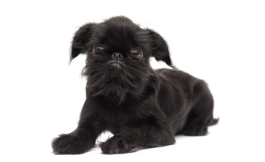 Puppy Brussels Griffon beyaz bir arka planda