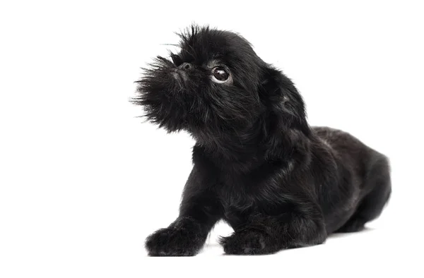 白い背景の子犬ブリュッセルグリフォン — ストック写真