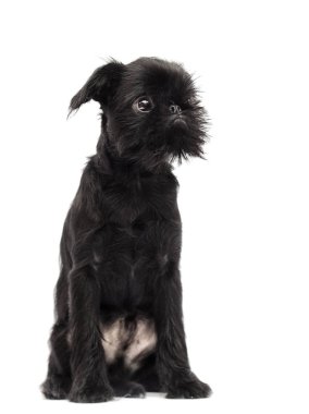 Puppy Brussels Griffon beyaz bir arka planda