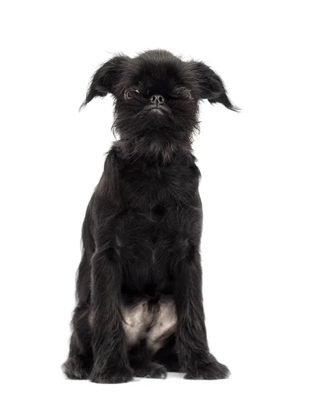 Puppy Brussels Griffon on a white background — Stock Photo, Image