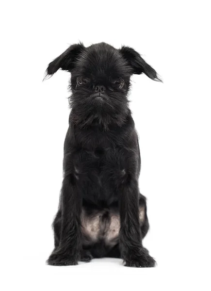 Puppy Brussels Griffon on a white background — Stock Photo, Image