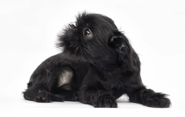 白い背景の子犬ブリュッセルグリフォン — ストック写真