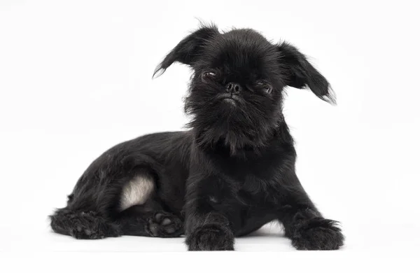 Puppy Brussels Griffon on a white background — Stock Photo, Image