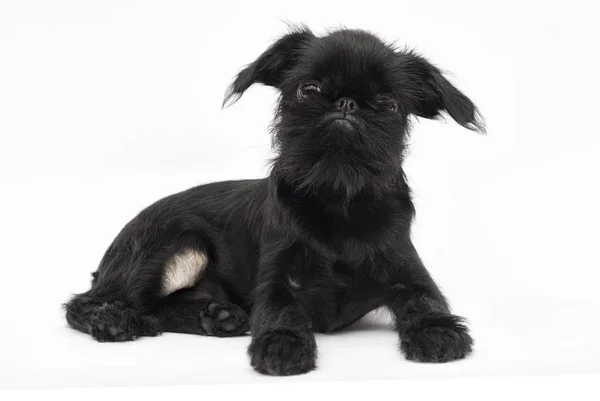 Puppy Brussels Griffon on a white background — Stock Photo, Image