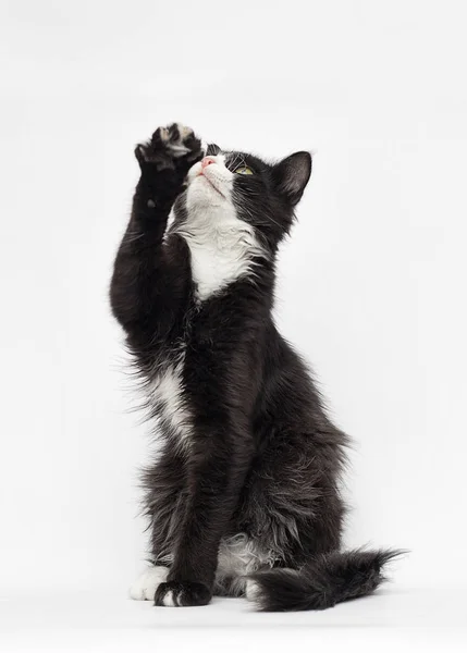 Black and white kitten looks — Stock Photo, Image