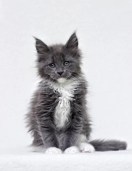 Maine Coon kitten watching — Stock Photo, Image