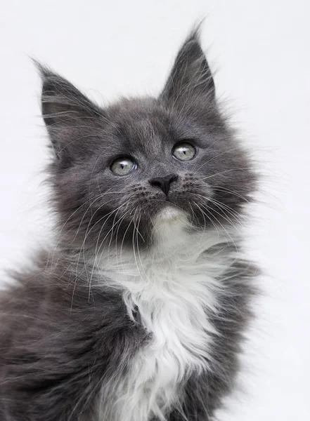 Maine Coon kitten watching — Stock Photo, Image