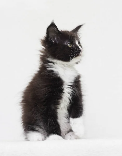 Maine Coon kitten sledování — Stock fotografie