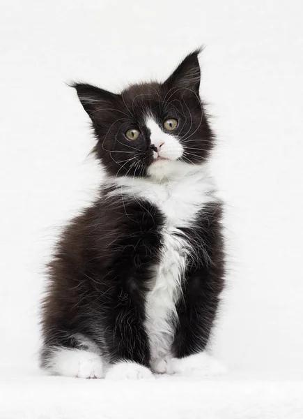 Maine Coon gatito viendo —  Fotos de Stock