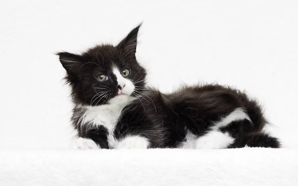 Мейн Кун кошеня дивляться — стокове фото