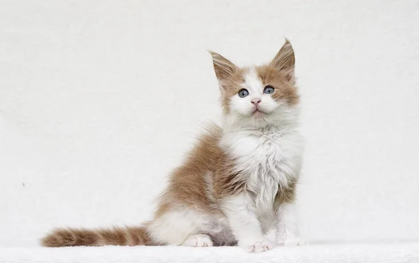 Maine Coon yavru kedi izliyor — Stok fotoğraf