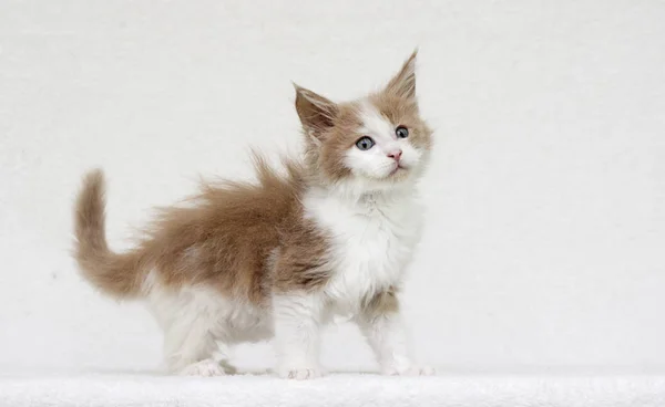 Maine Coon Kätzchen beobachten — Stockfoto