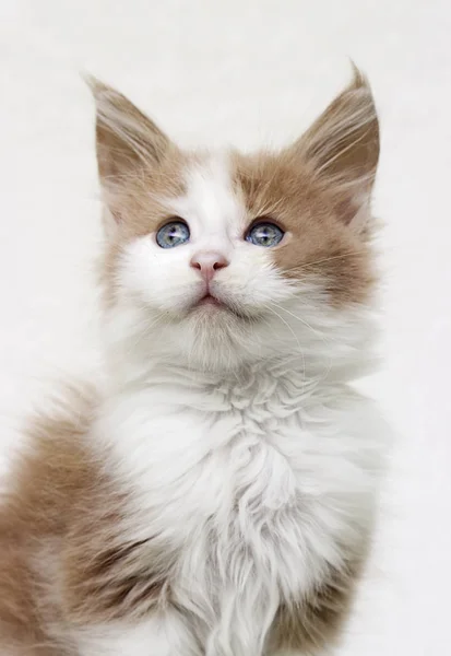 แมวเหมืองแร่ดู — ภาพถ่ายสต็อก