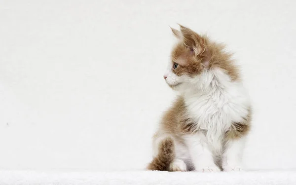 Maine Coon yavru kedi izliyor — Stok fotoğraf