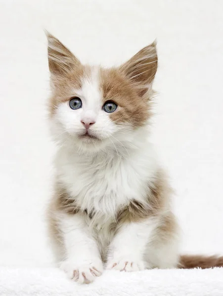 Maine Coon kitten watching — Stock Photo, Image