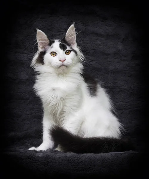 Maine Coon katt på grå bakgrund — Stockfoto