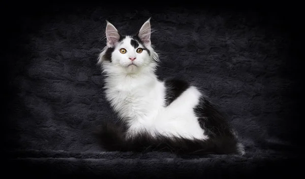 Maine coon cat on gray background — Stock Photo, Image