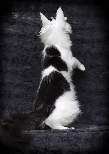 Maine Coon macska szürke háttér — Stock Fotó