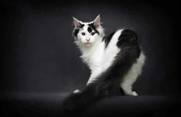 Maine Coon katt på grå bakgrund — Stockfoto