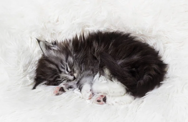 Lindo rayas gatito durmiendo en un mullido manta —  Fotos de Stock