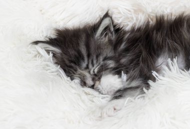 kabarık bir battaniye uyuyan sevimli çizgili kedi yavrusu