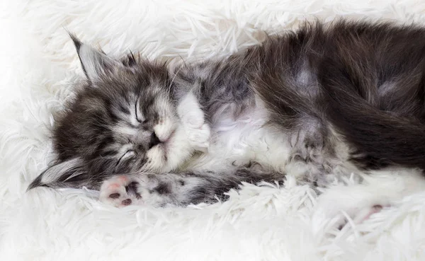 Милый полосатый котенок спит в пушистом одеяле — стоковое фото