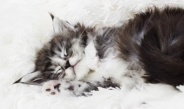 Gatinho listrado bonito dormindo em um cobertor fofo — Fotografia de Stock