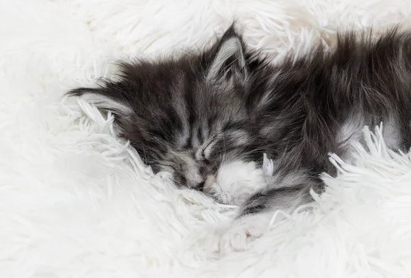 Lindo rayas gatito durmiendo en un mullido manta —  Fotos de Stock