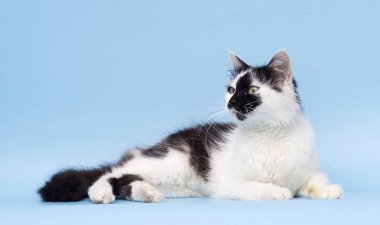 mavi arka planda yetişkin kedi