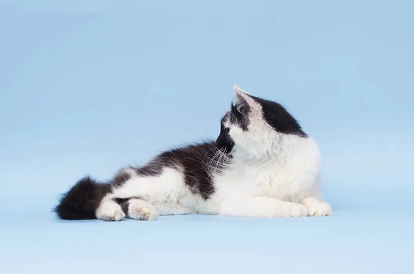 Volwassen kat op een blauwe achtergrond — Stockfoto