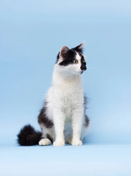 Kočka dospělá na modrém pozadí — Stock fotografie