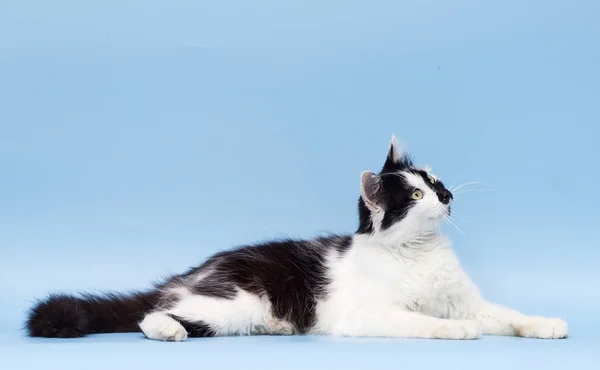 Volwassen kat op een blauwe achtergrond — Stockfoto