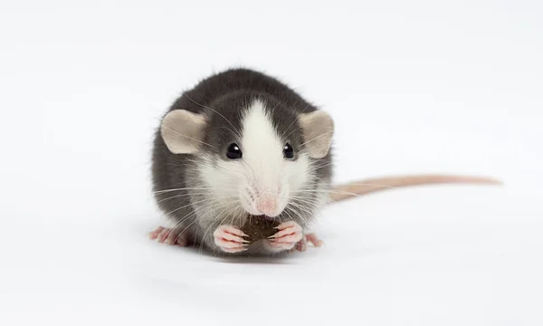 白い背景に小さなネズミ — ストック写真