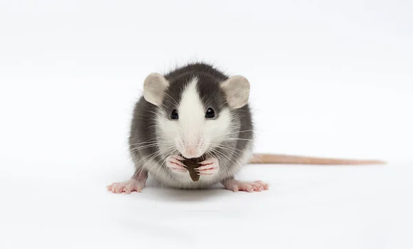 Little rat on a white background — Stock Photo, Image