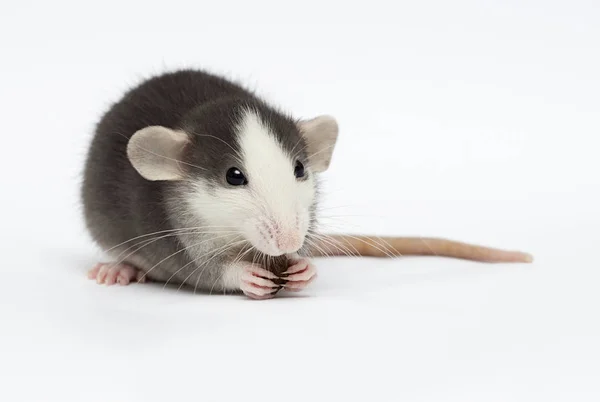 Beyaz bir arka plan üzerinde küçük sıçan — Stok fotoğraf