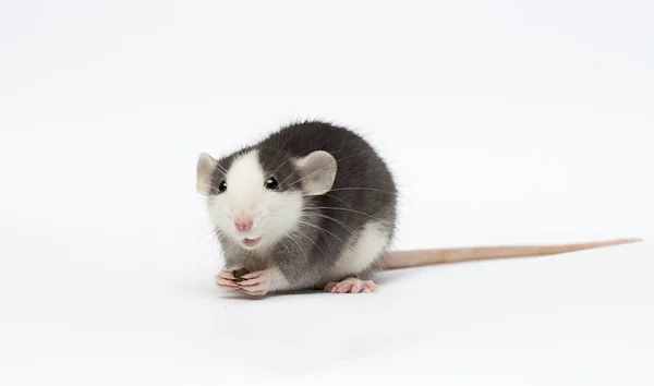白色背景上的小老鼠 — 图库照片