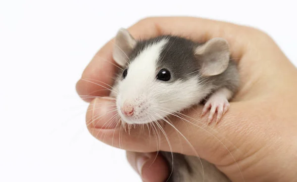 Little rat in hand — Stock Photo, Image