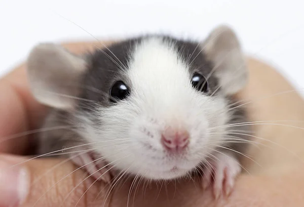 Little rat in hand — Stock Photo, Image