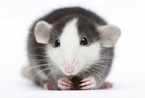 Liten råtta på en vit bakgrund — Stockfoto