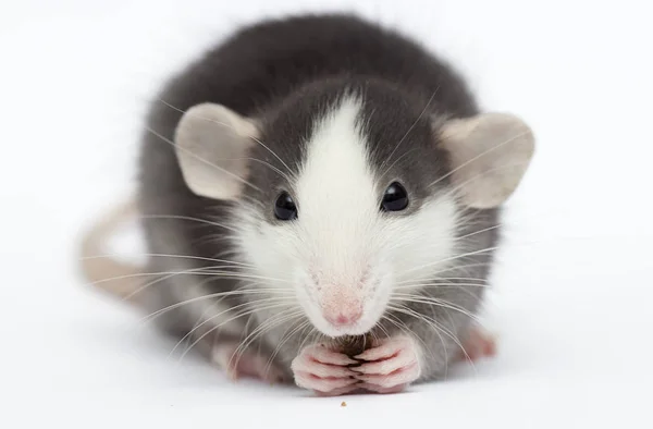 Liten råtta på en vit bakgrund — Stockfoto